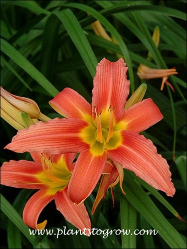 Daylily Charmaine
light or pale red, 39 inches, midseasoon, diploid, 1954 , Stout